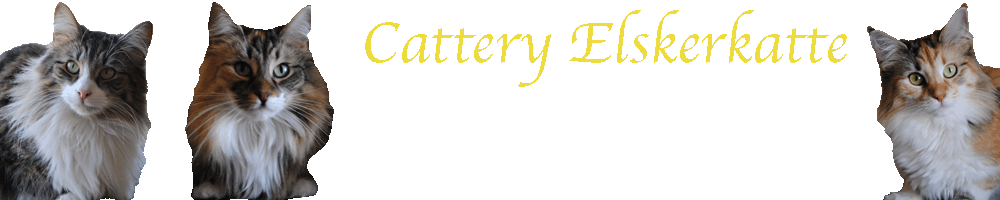 Cattery Elskerkatte
